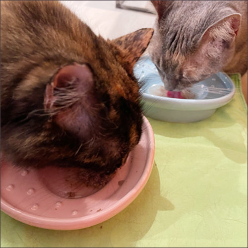 the CAT TONGUE®ハワイプレミアム the★Blue Hawaii ザ★ブルーハワイ