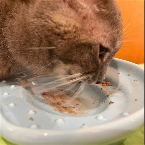 the CAT TONGUE®ハワイプレミアム the★Blue Hawaii ザ★ブルーハワイ