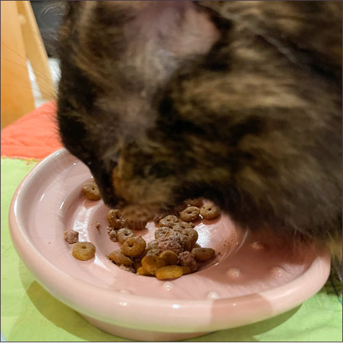 the CAT TONGUE®ハワイプレミアム Royal Hawaiian Pink ロイヤルハワイアンピンク