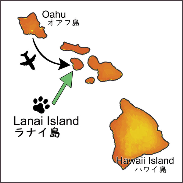 Lanai Cat Sanctuary T-shirt ラナイ・キャット・サンクチュアリー オリジナルT シャツ - NAVY ネイビー