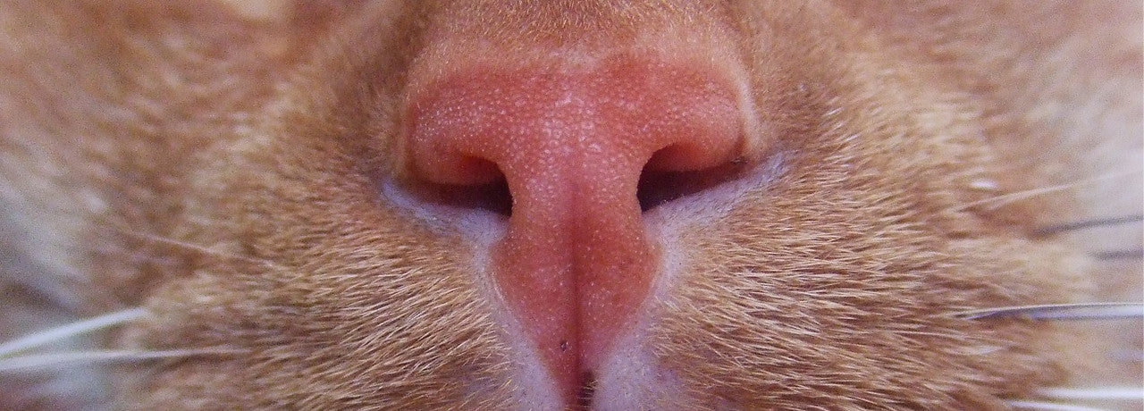 simba nose